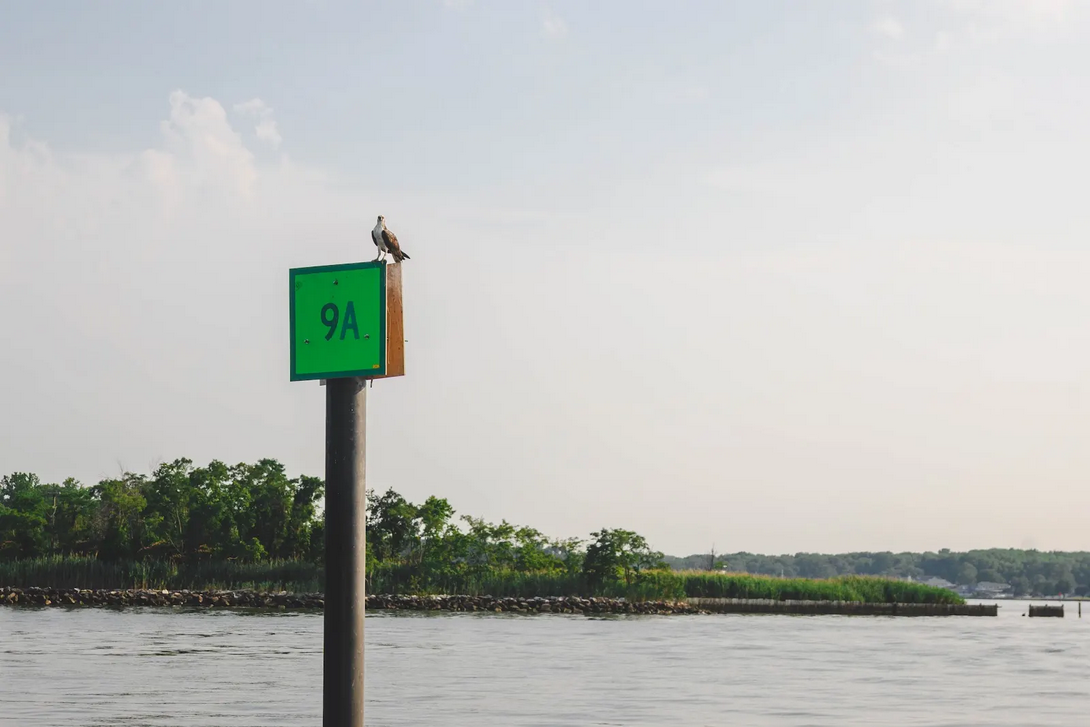 Osprey perched on a channel marker buoy on the Chesapeake Bay